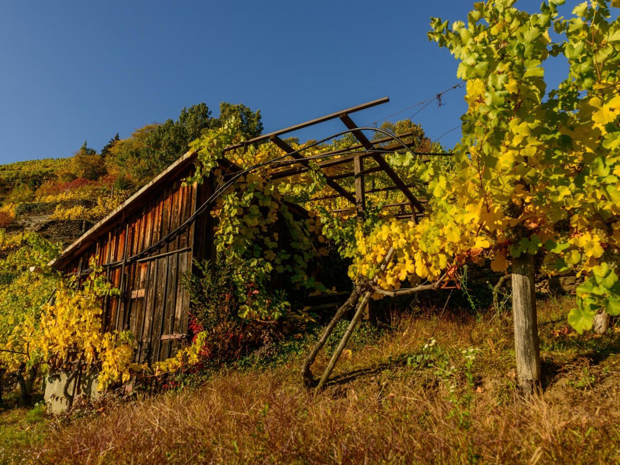 Ferienwohnung Weinbergblick Rohrendorf bei Krems Exterior photo